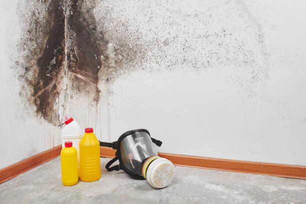 Best Bathroom Mold Remediation in Secaucus, NJ