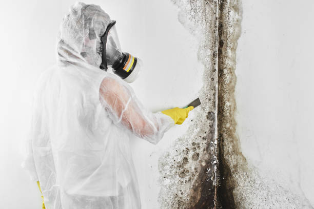 Best Insurance-Related Mold Remediation in Secaucus, NJ