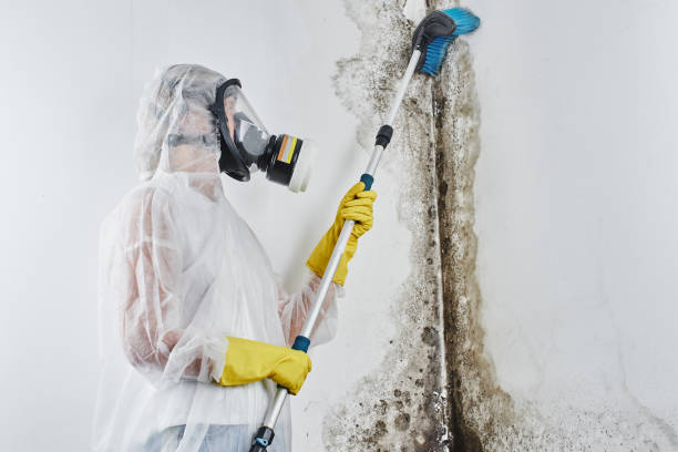 Best White Mold Remediation in Secaucus, NJ
