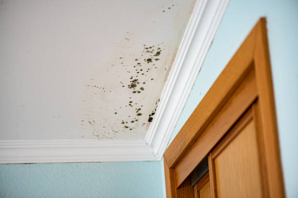 Trusted Secaucus, NJ Mold Remediation Experts