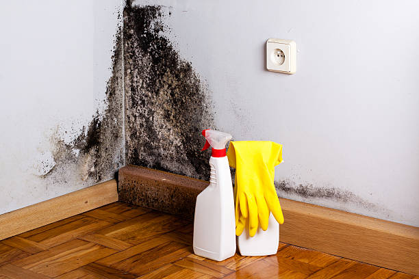  Secaucus, NJ Mold Removal Pros