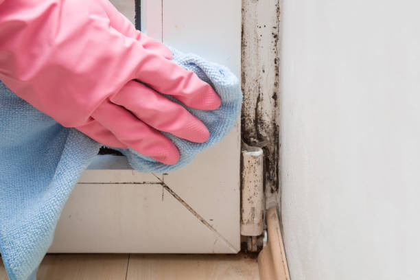 Best Mold Remediation for Specific Building Types in Secaucus, NJ